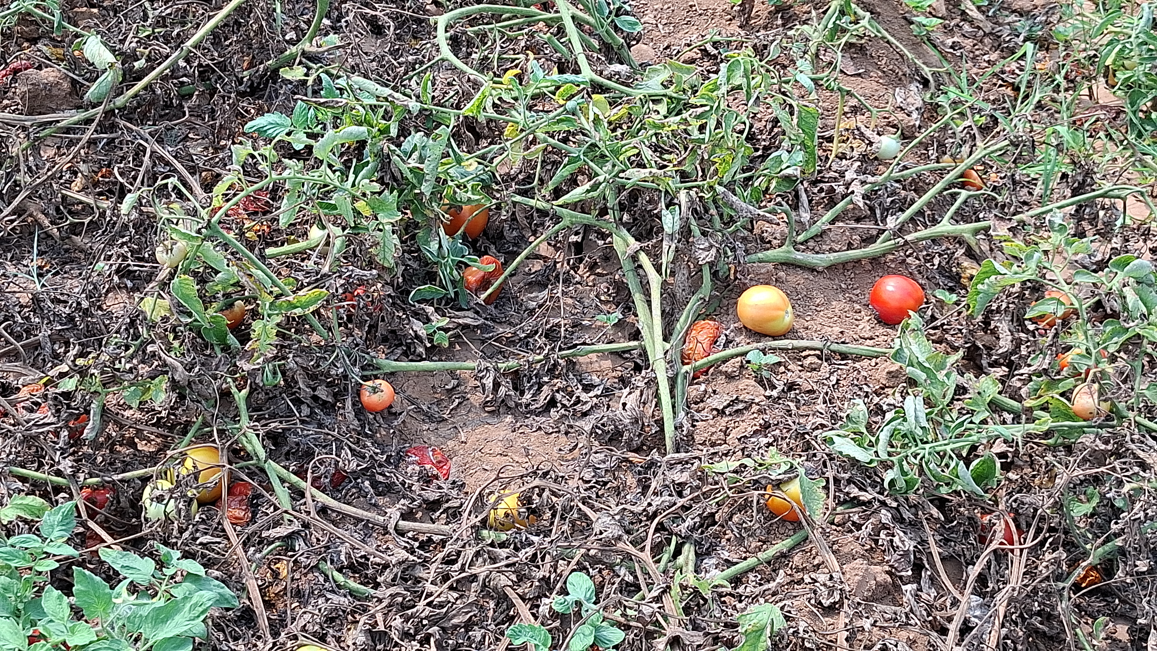 Even After Inauguration Cold Storage facility is Not Functioning In Kendrapara