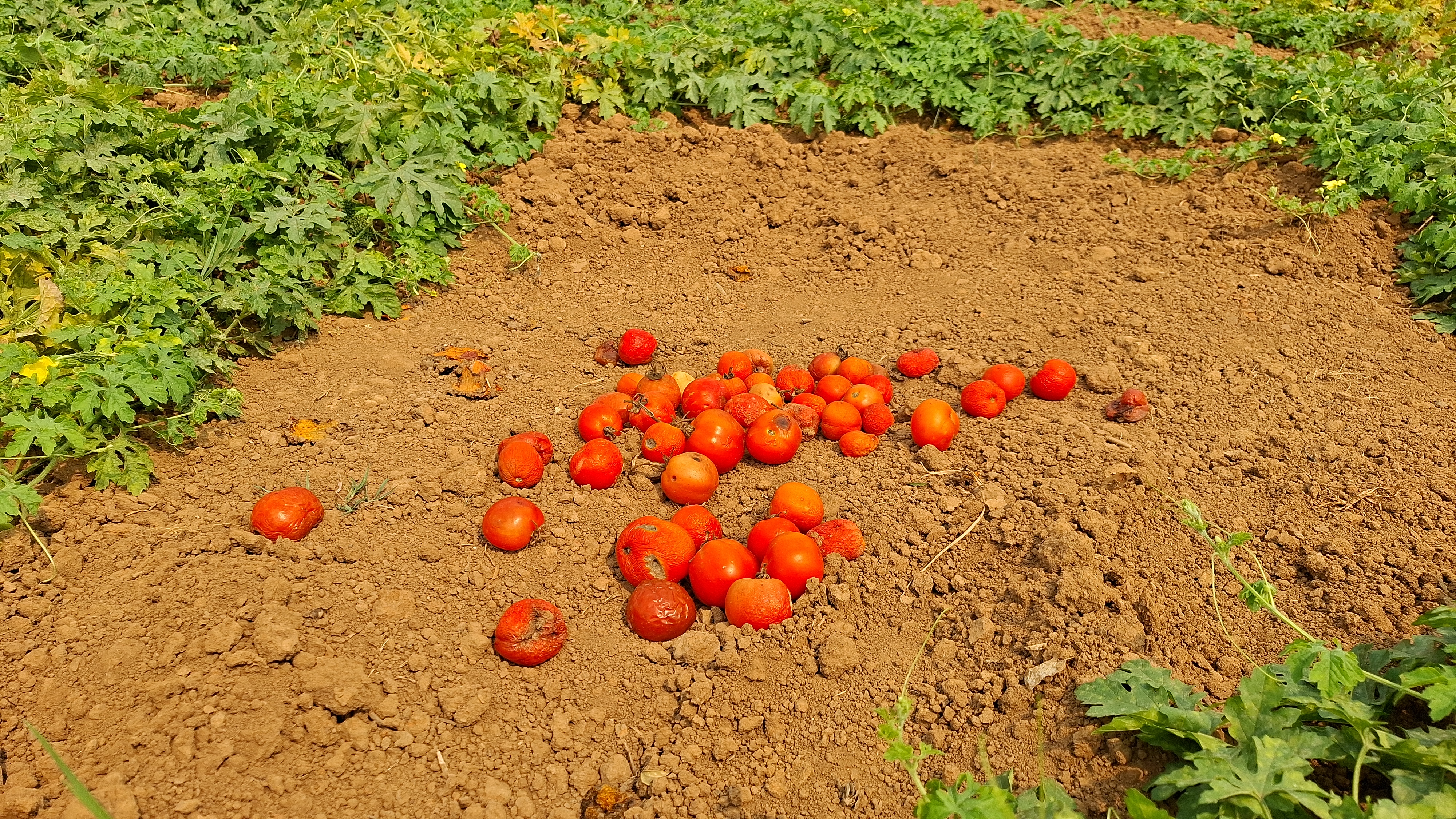 Even After Inauguration Cold Storage facility is Not Functioning In Kendrapara