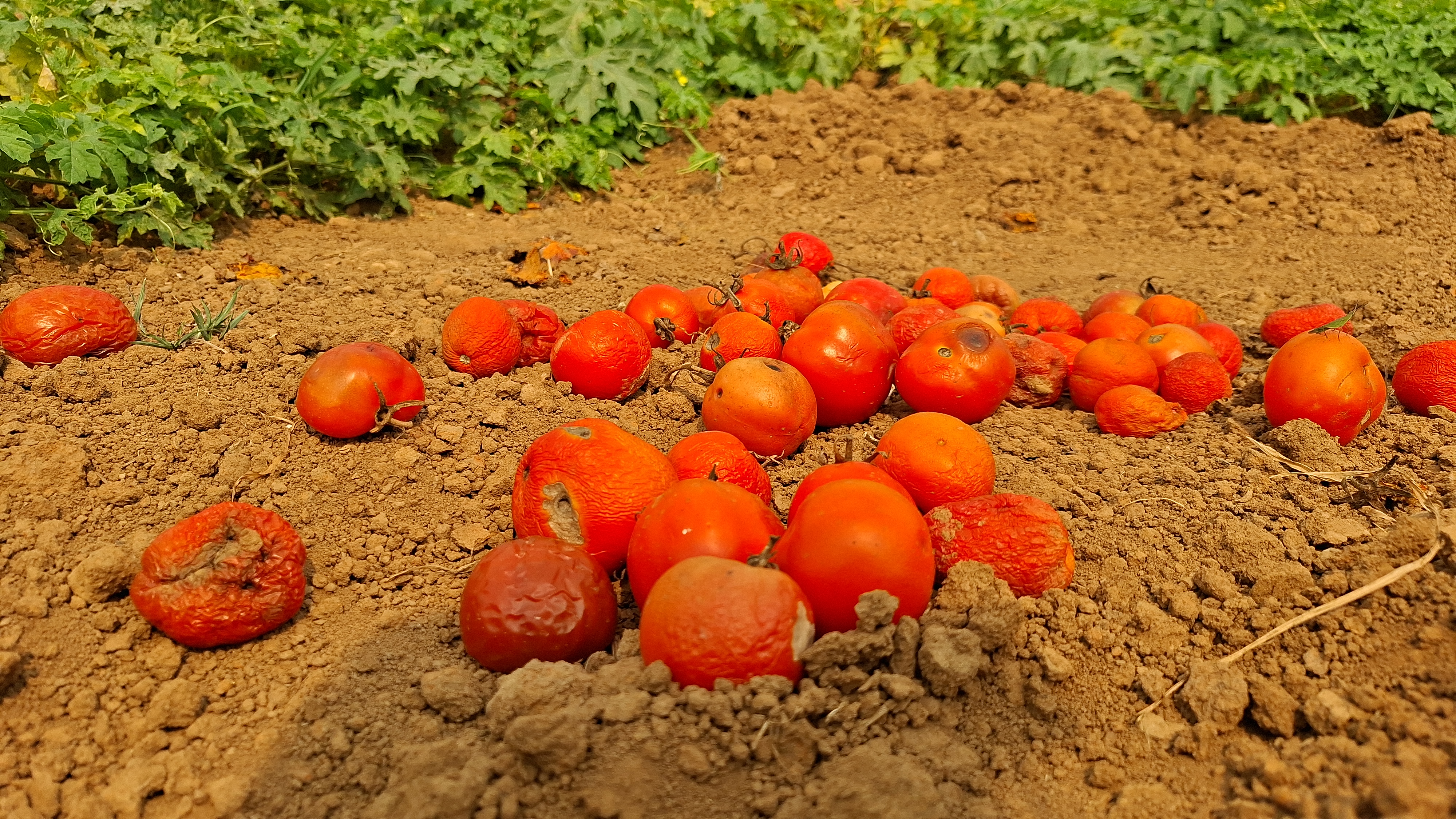 Even After Inauguration Cold Storage facility is Not Functioning In Kendrapara