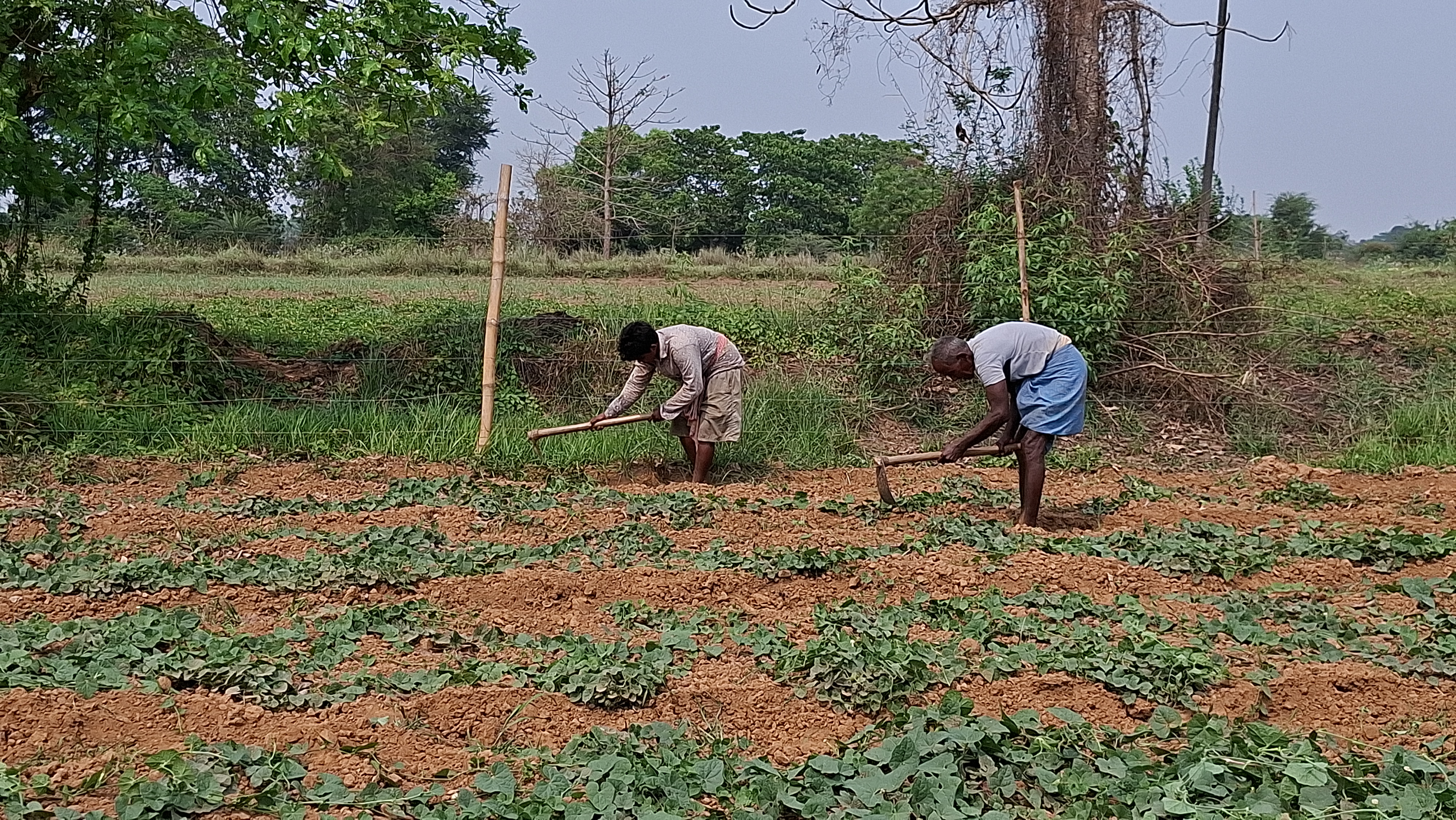 Even After Inauguration Cold Storage facility is Not Functioning In Kendrapara