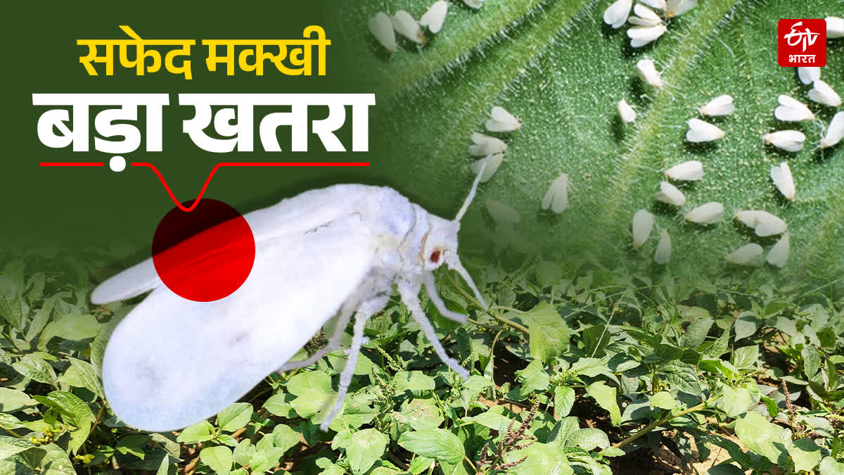 WHITE FLIES PEST TERROR MP