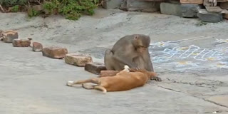 Dog and Monkey Playing Together In Markapuram District Video Viral