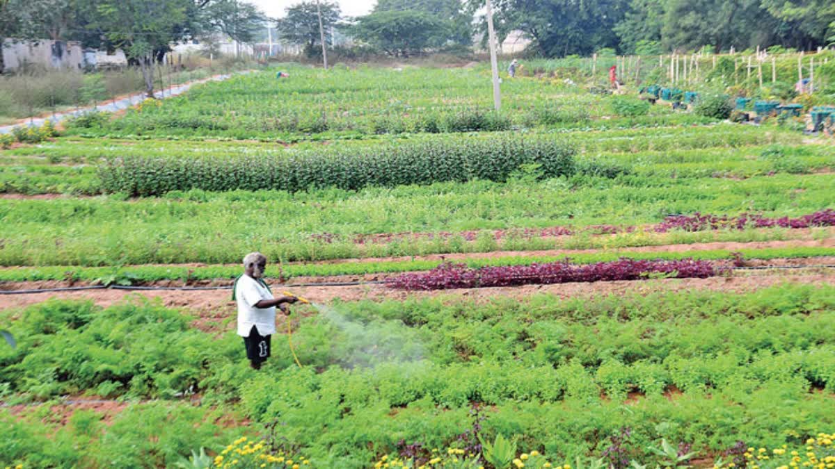 All India Coordinated Research on Tuber Vegetables