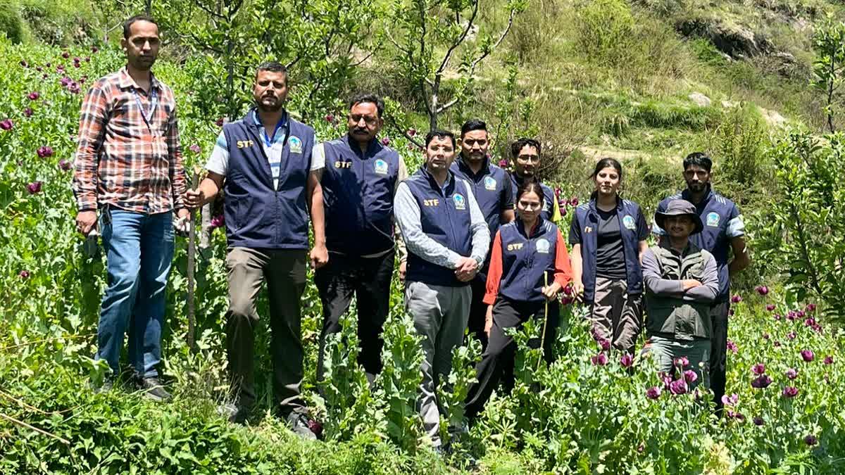 KULLU BANJAR OPIUM FARMING