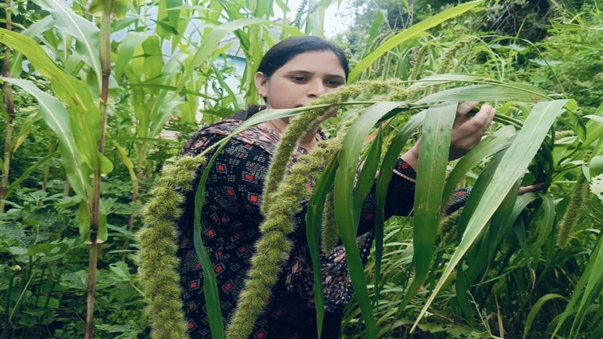 Himachal Natural Farming