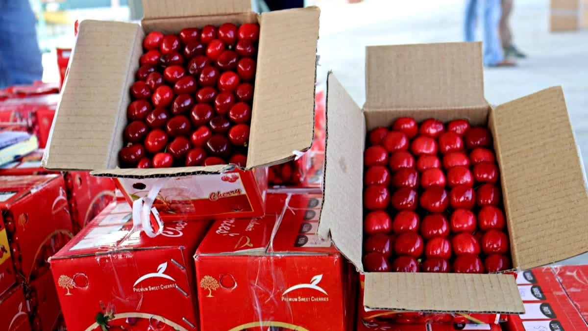 Kashmir Cherries Lead Market Despite 50 Per Cent Crop Loss From Weather