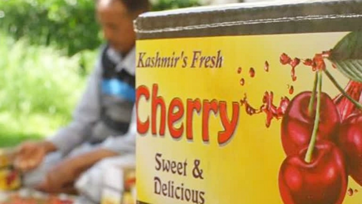 Kashmir Cherries Lead Market Despite 50 Per Cent Crop Loss From Weather