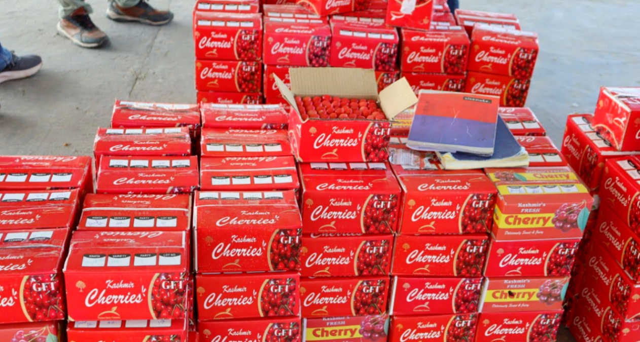 Kashmir Cherries Lead Market Despite 50 Per Cent Crop Loss From Weather