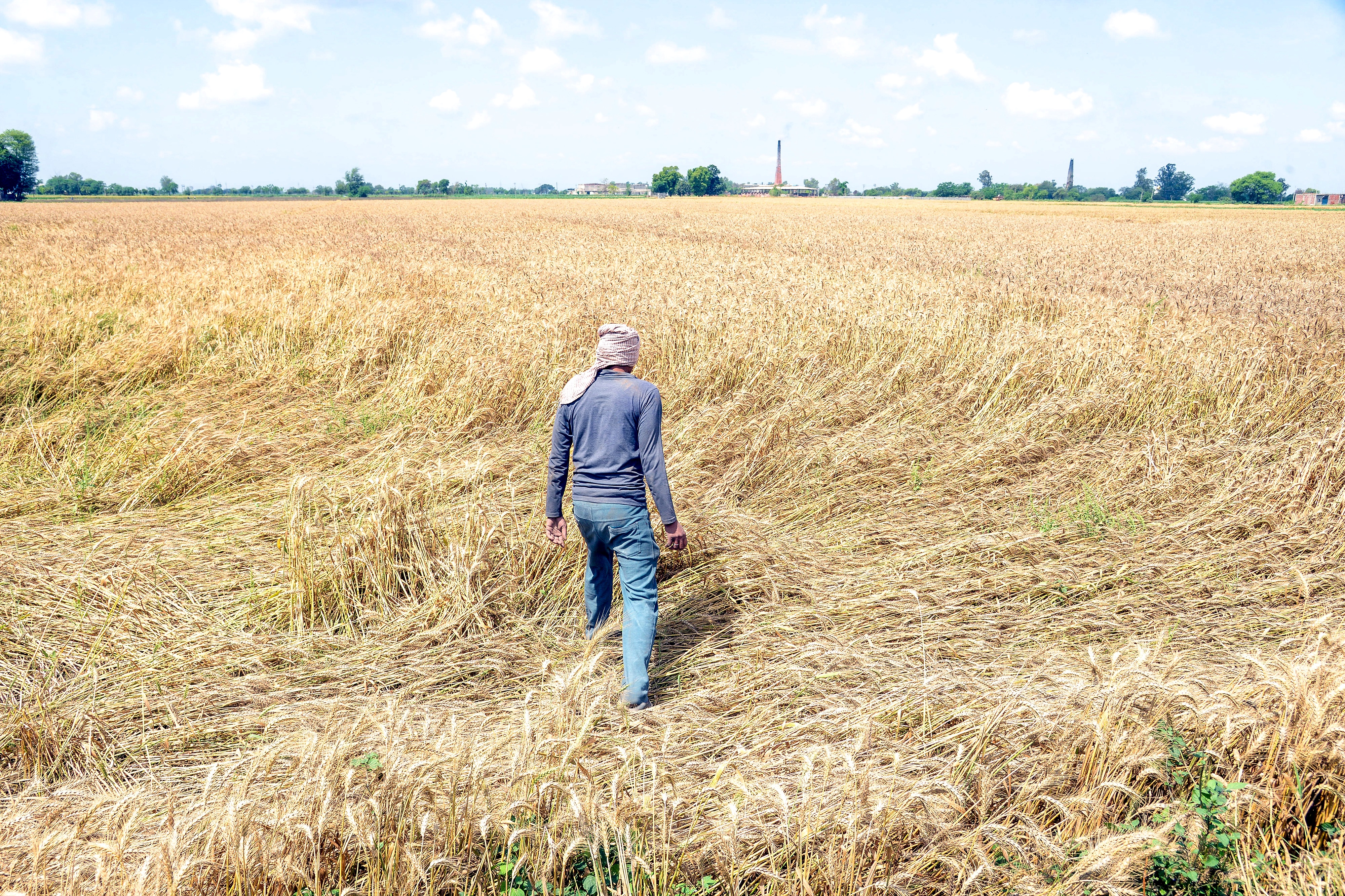 Green Revolution To Hybrid Wheat