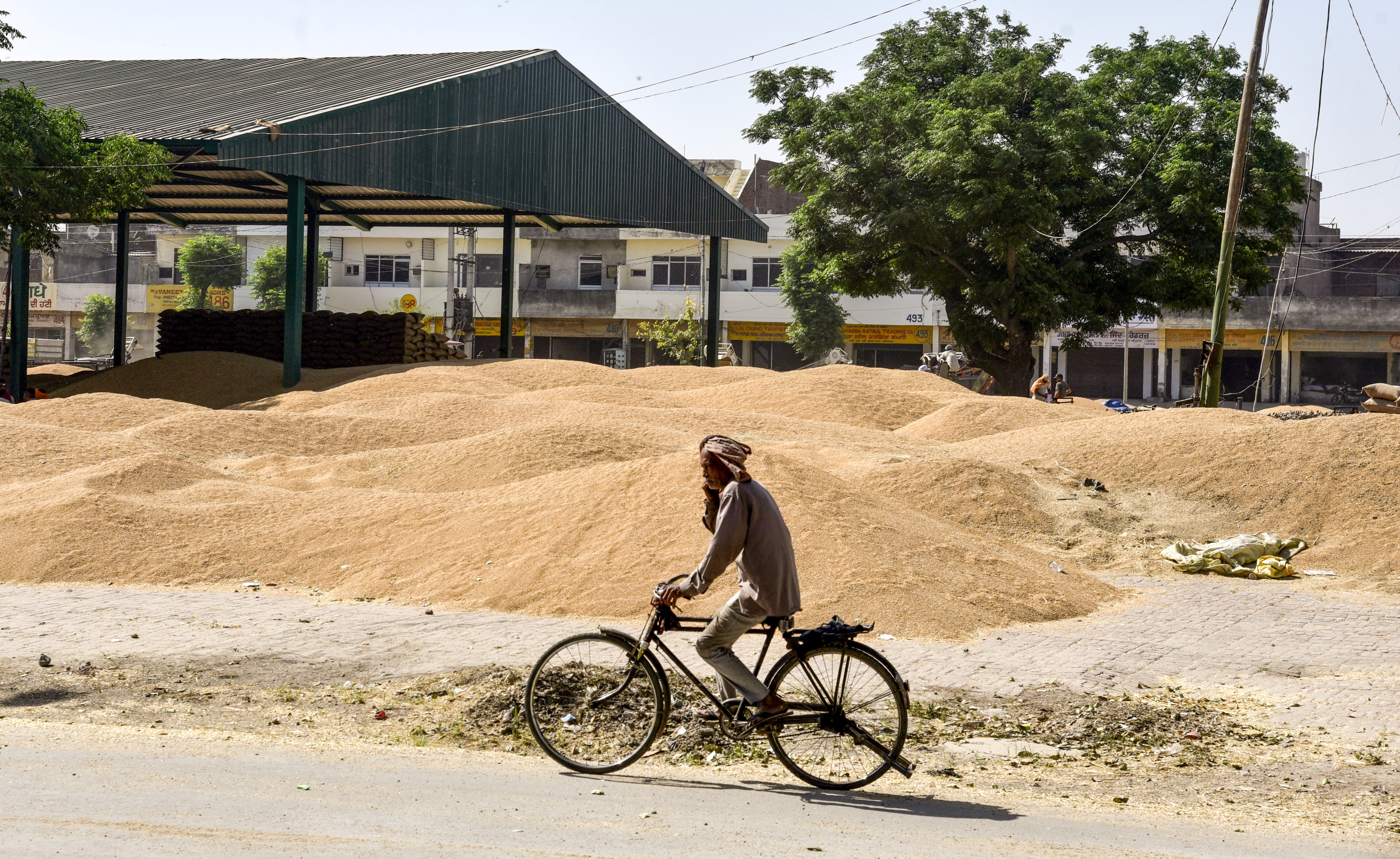 Green Revolution To Hybrid Wheat