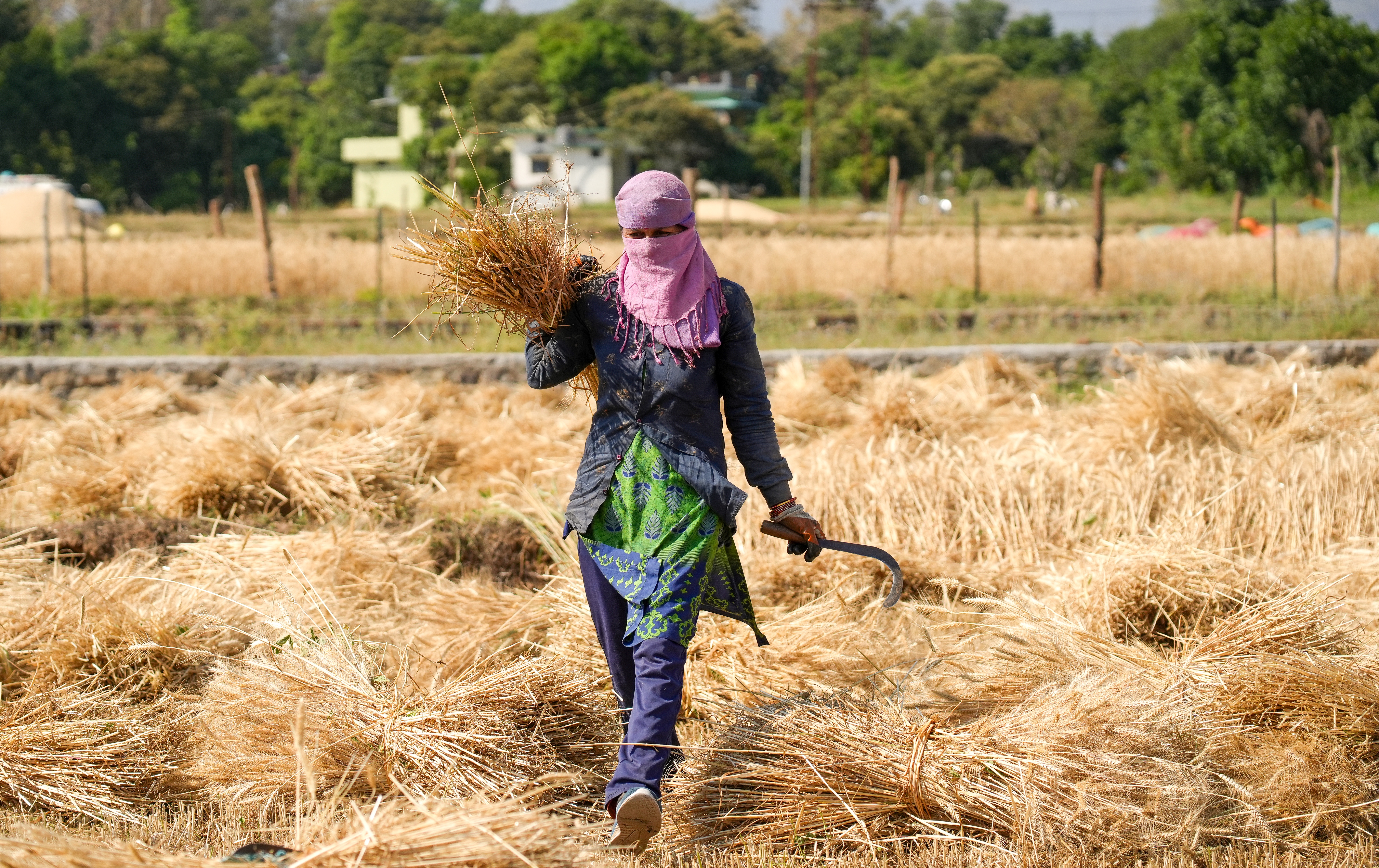 Green Revolution To Hybrid Wheat