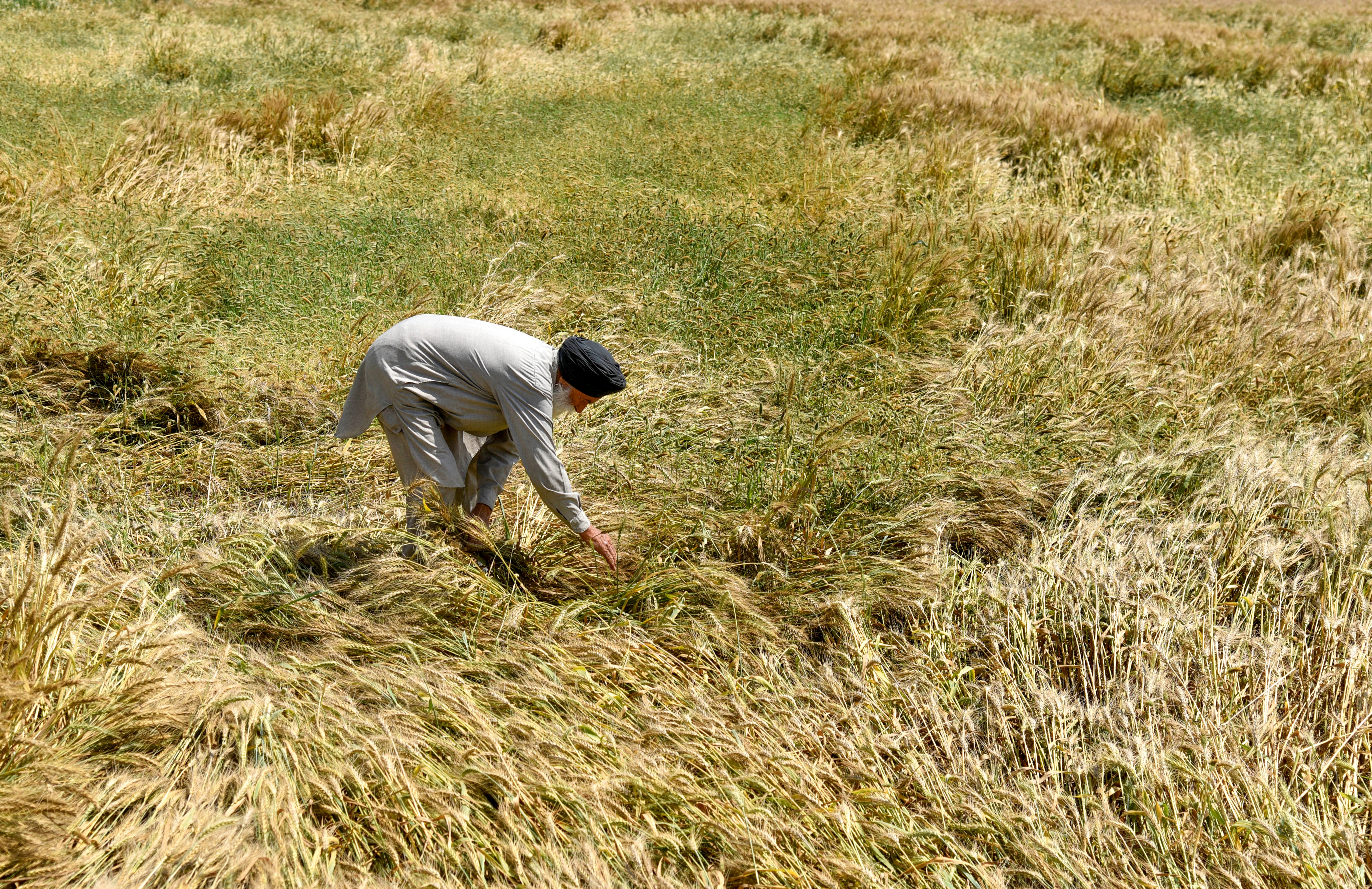 Green Revolution To Hybrid Wheat
