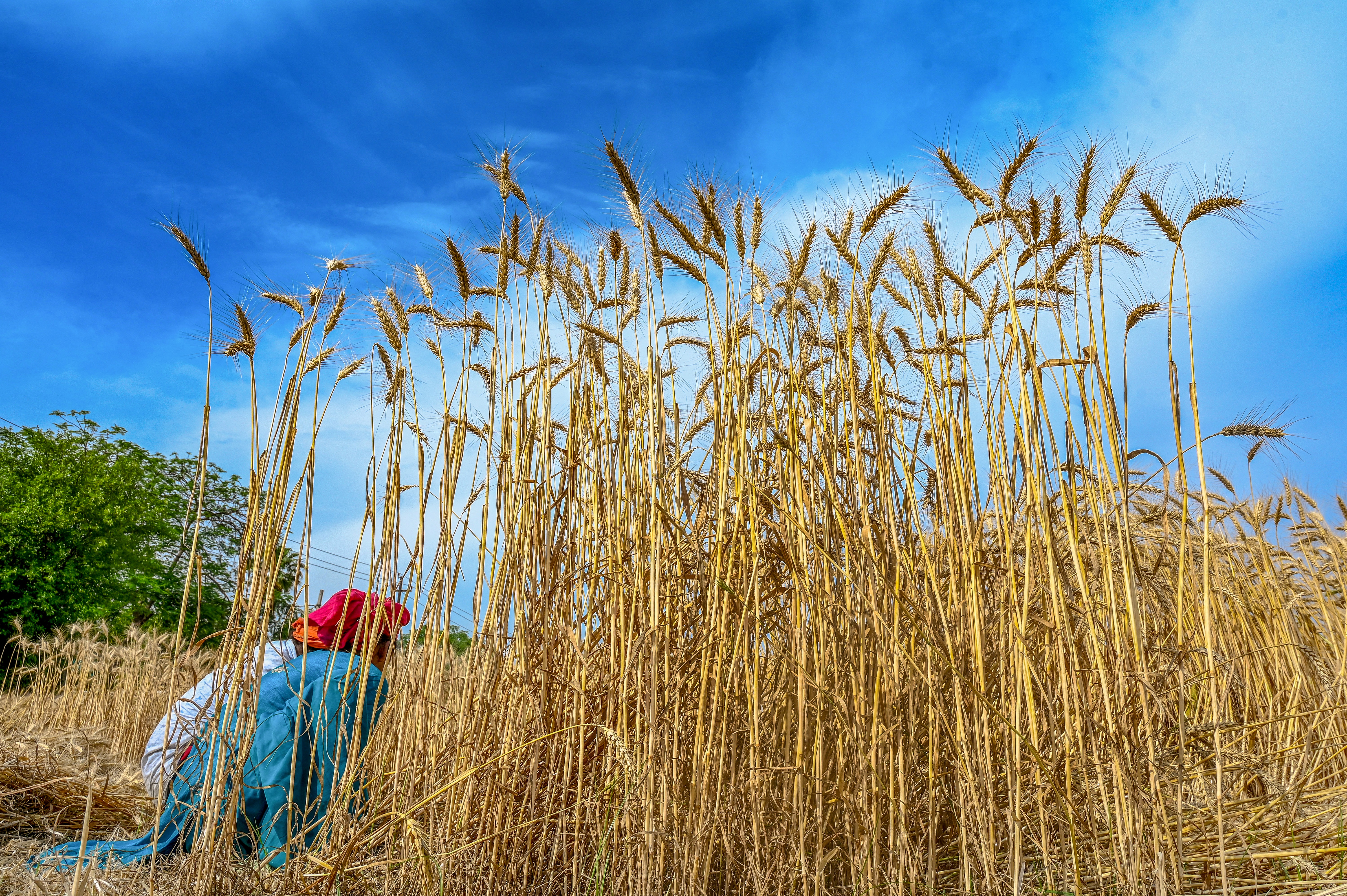 Green Revolution To Hybrid Wheat
