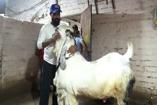 VIP Goat Market In Bhopal