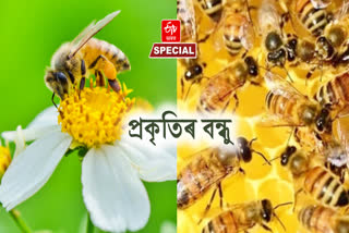 World bee day 2026