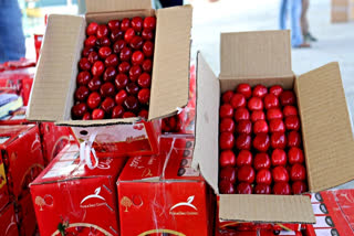 Kashmir Cherries Lead Market Despite 50 Per Cent Crop Loss From Weather