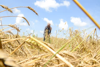 Green Revolution to Hybrid Wheat