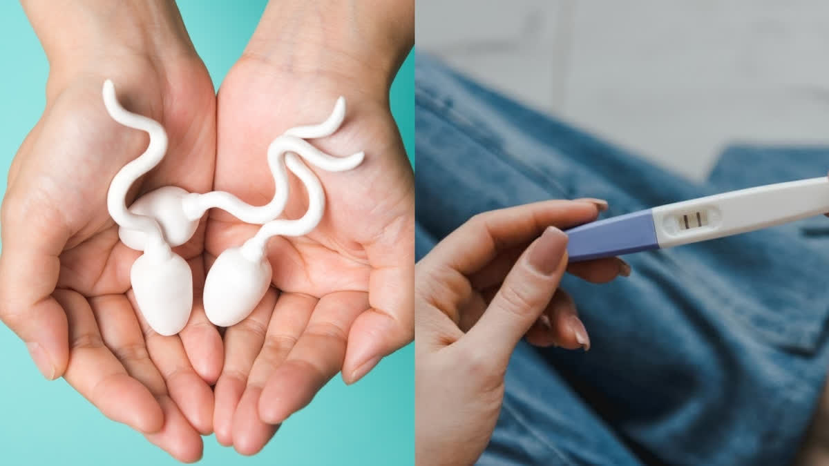 Can a varicocele cause infertility in men? Find out why this problem occurs.