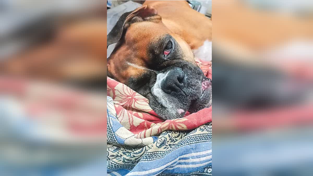 A Dog Saves His Owner Family From A Snake