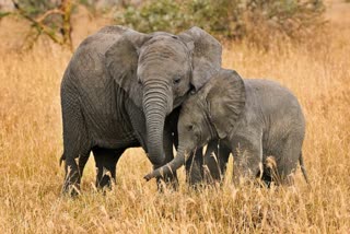 elephants_special_features