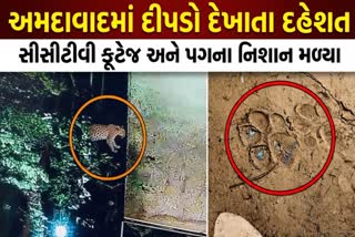 અમદાવાદમાં દીપડો દેખાતા દહેશત