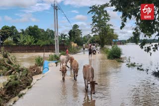 FLOOD AT TITABOR