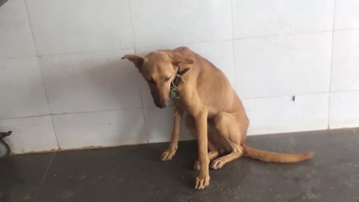 Dog Refuses To Leave Hospital After Its Owner's Death In Karnataka ...