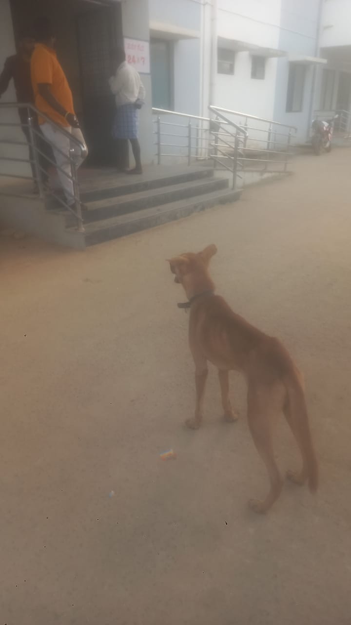 Dog Refuses To Leave Hospital After Its Owner's Death In Karnataka ...