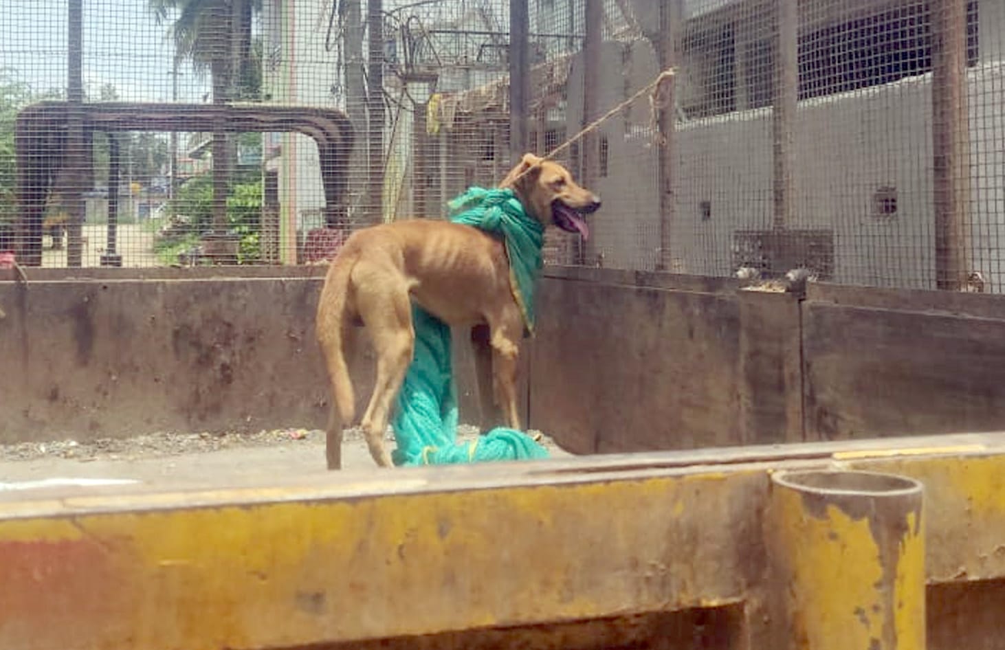 Dog Refuses To Leave Hospital After Its Owner's Death In Karnataka ...