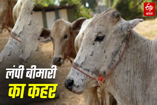 lumpy disease in Muzaffarpur