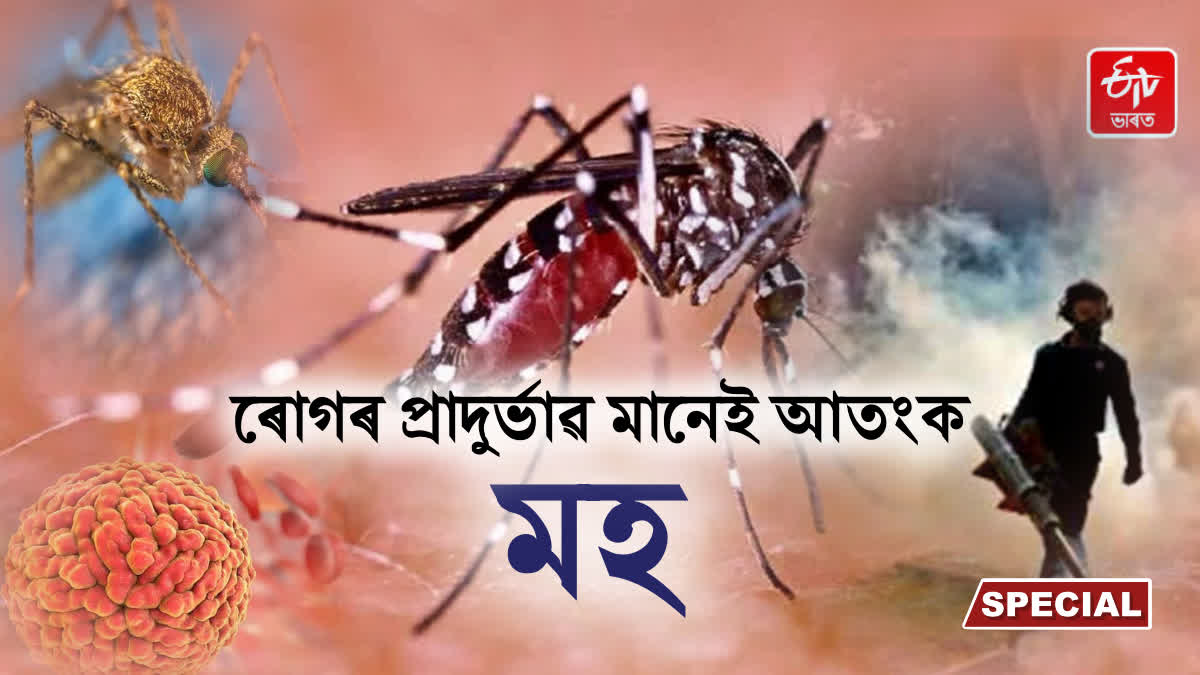 World Mosquito Day 2026: vector-borne diseases spread rapidly due to global impact