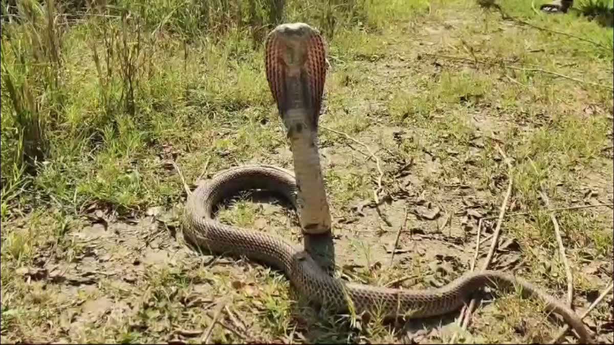 GPM Snake Bite