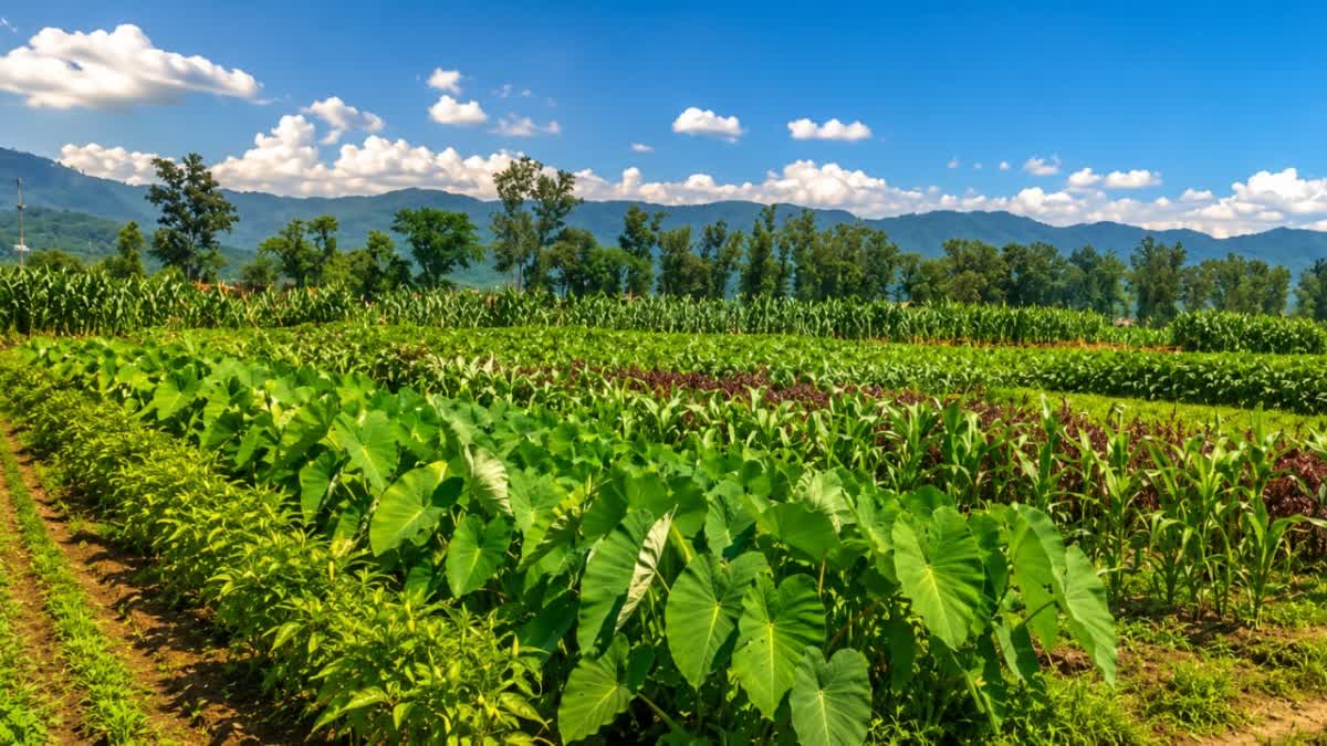 Advisory for crops and vegetables protection