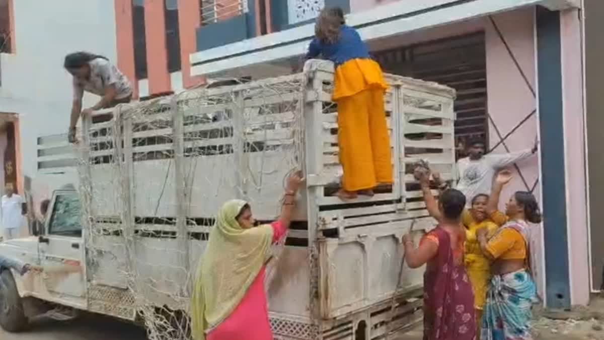 Harda pigs problem Women Attack