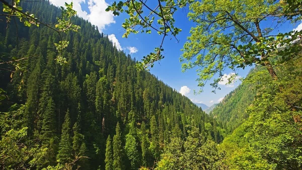 HIMACHAL PRADESH FOREST