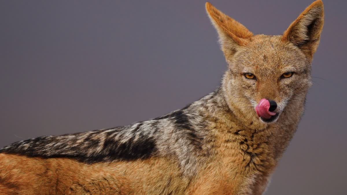 Panna Jackal attacked 5 year old girl