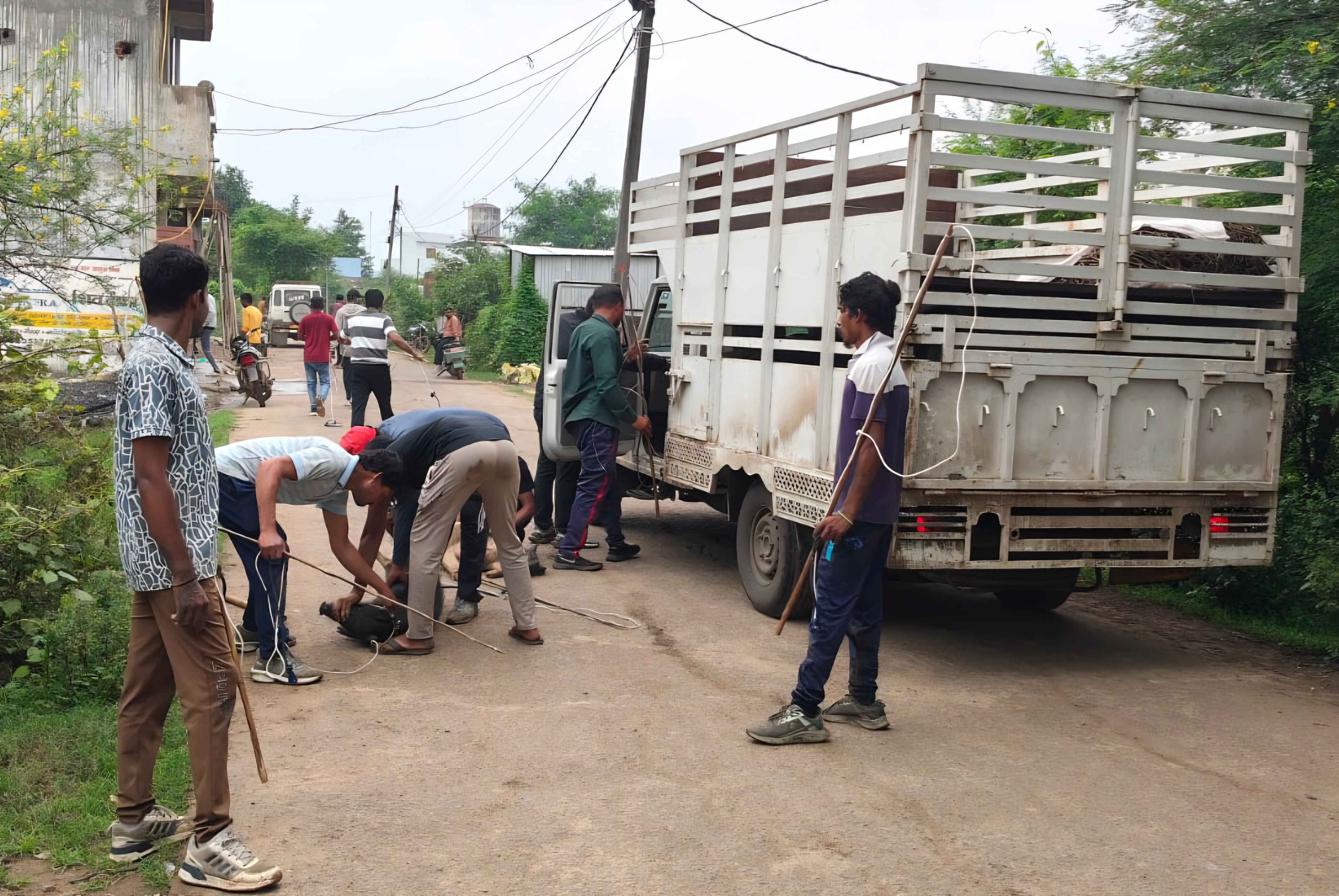 Harda pigs problem Women Attack