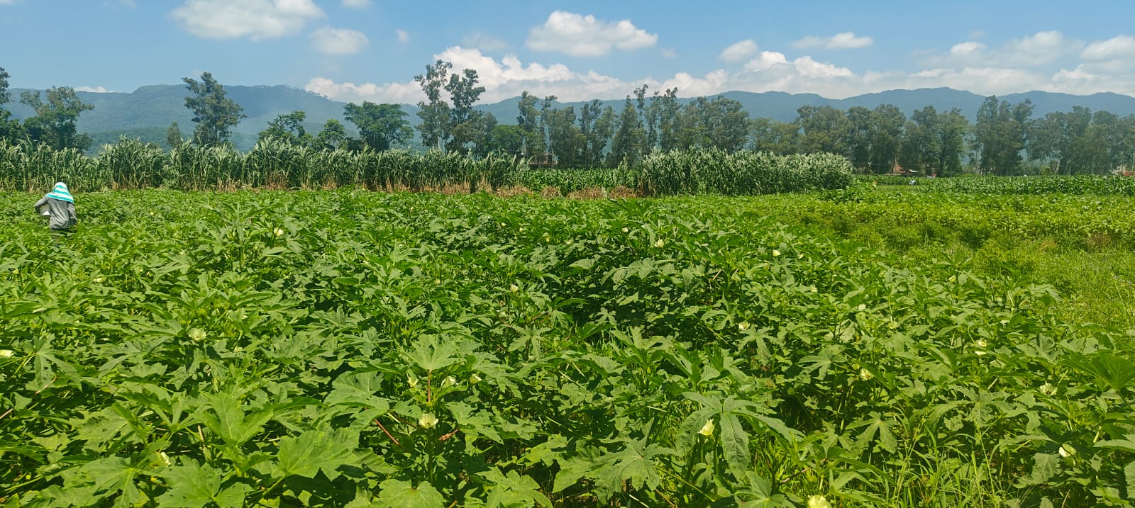 Advisory for crops and vegetables protection
