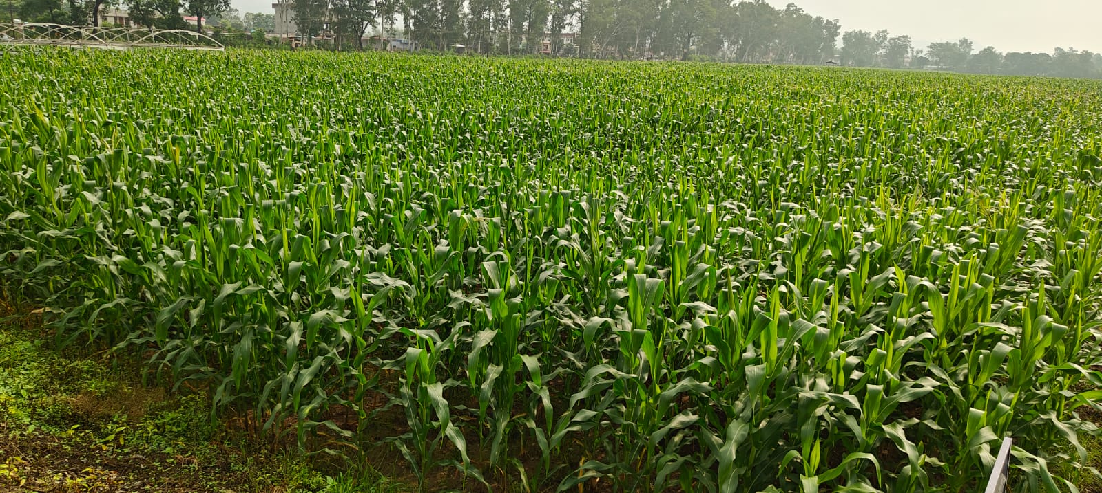 Advisory for crops and vegetables protection