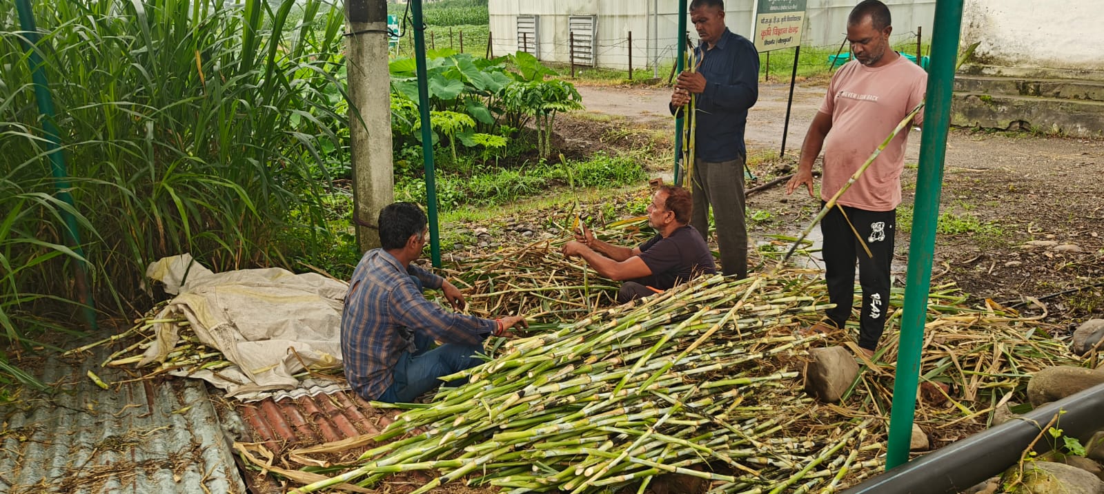 Advisory for crops and vegetables protection