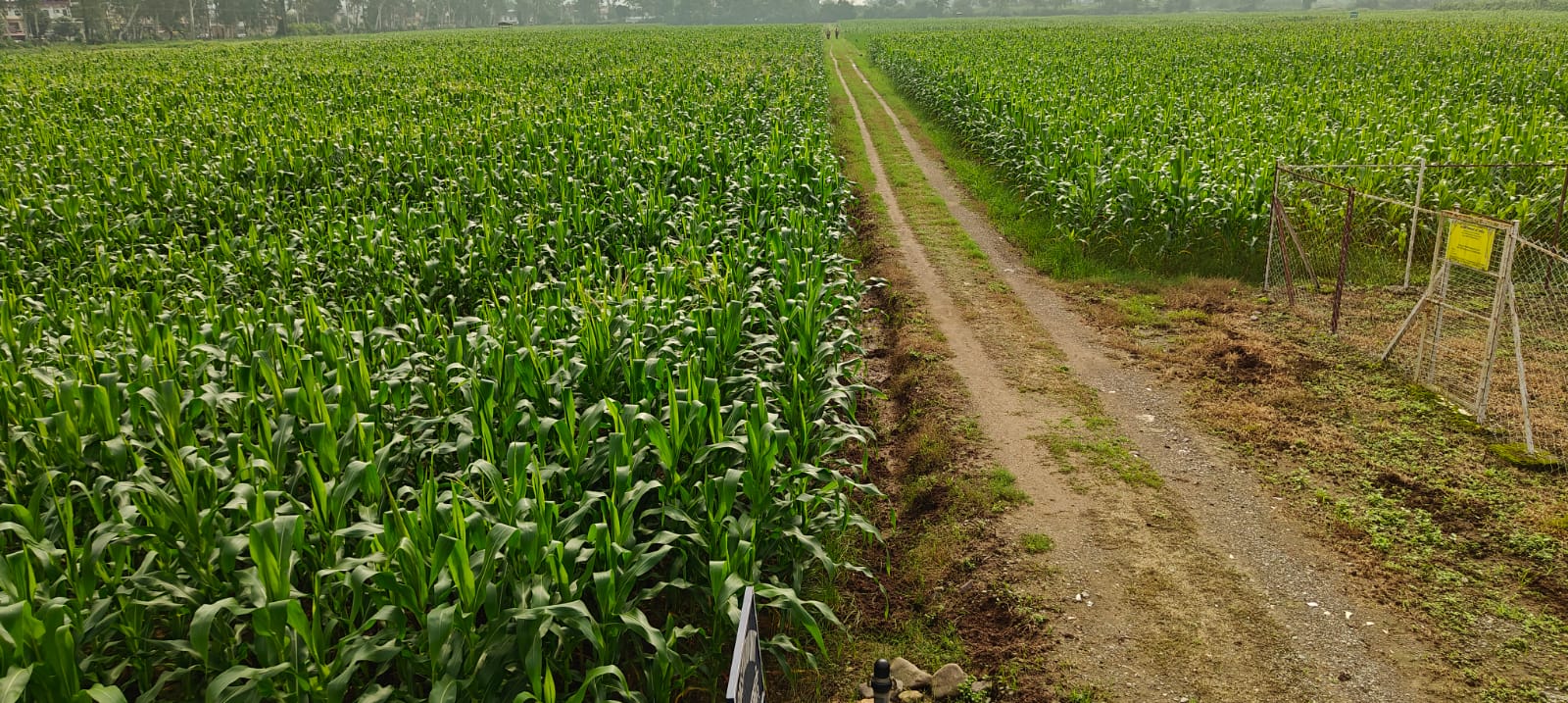 Advisory for crops and vegetables protection