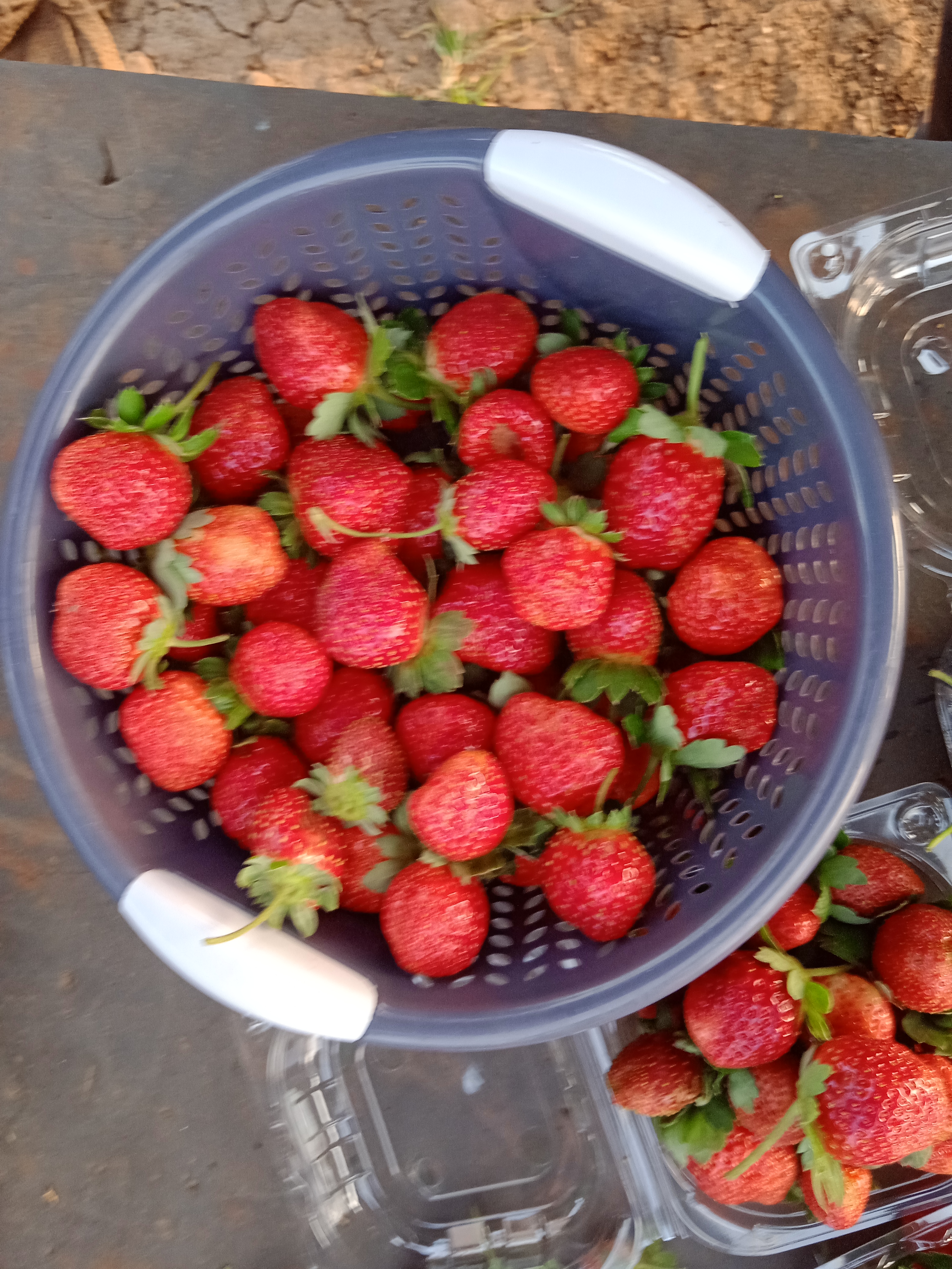 ANIRUDH SINGH STRAWBERRY FARMING