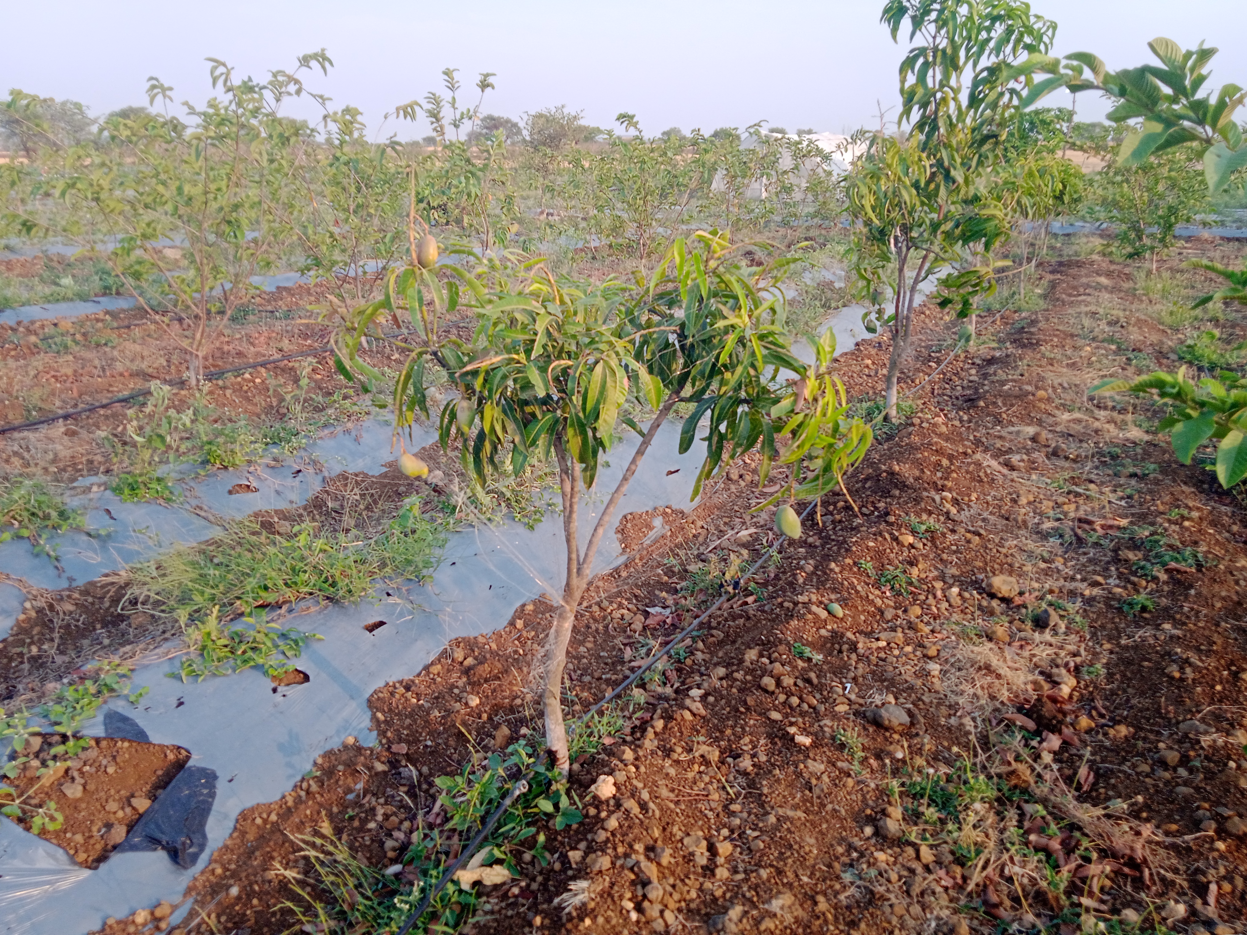 SAGAR STRAWBERRY FARMING