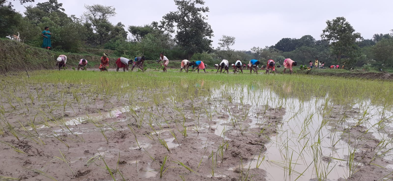 Jharkhand monsoon rainfall deficit reduced to 10%