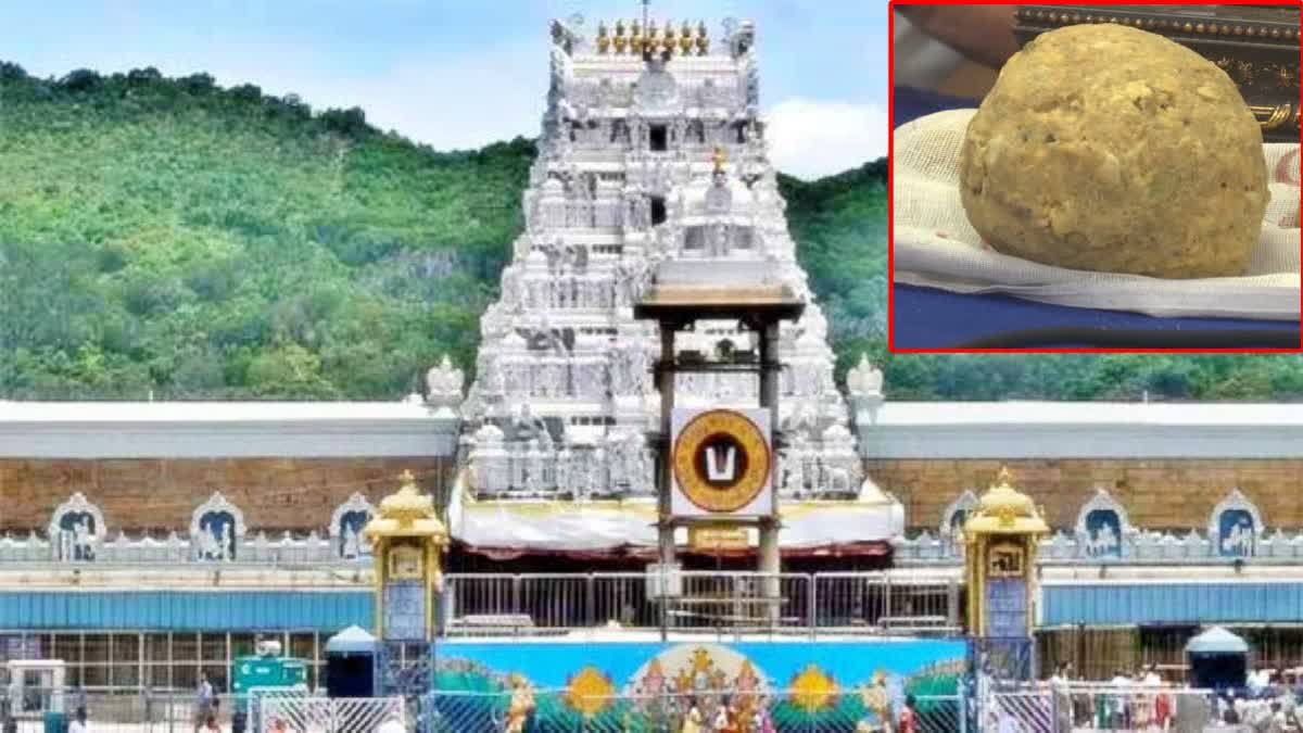 Tirupati Laddu Sacrilege: TTD Says Ghee Had Animal Fat; Naidu Vows to Restore 'Sanctity', Jagan in Denial Mode Andhra Pradesh CM N Chandrababu Naidu accused the previous YSRCP government of desecrating the Tirumala temple and undermining its sanctity by serving substandard food to devotees. He announced that a sanitization process had begun and promised stringent actions against those responsible for using inferior ingredients in the temple's offerings.