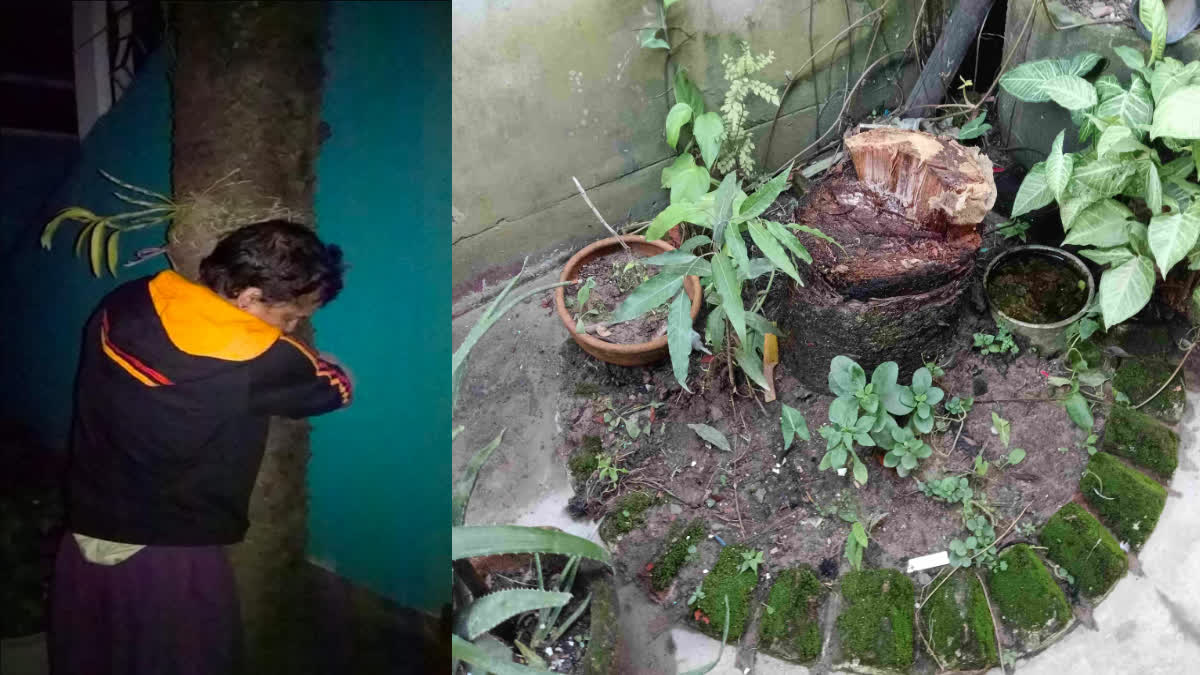 pine tree Zubeen Garg planted in front of his childhood home in jorhat