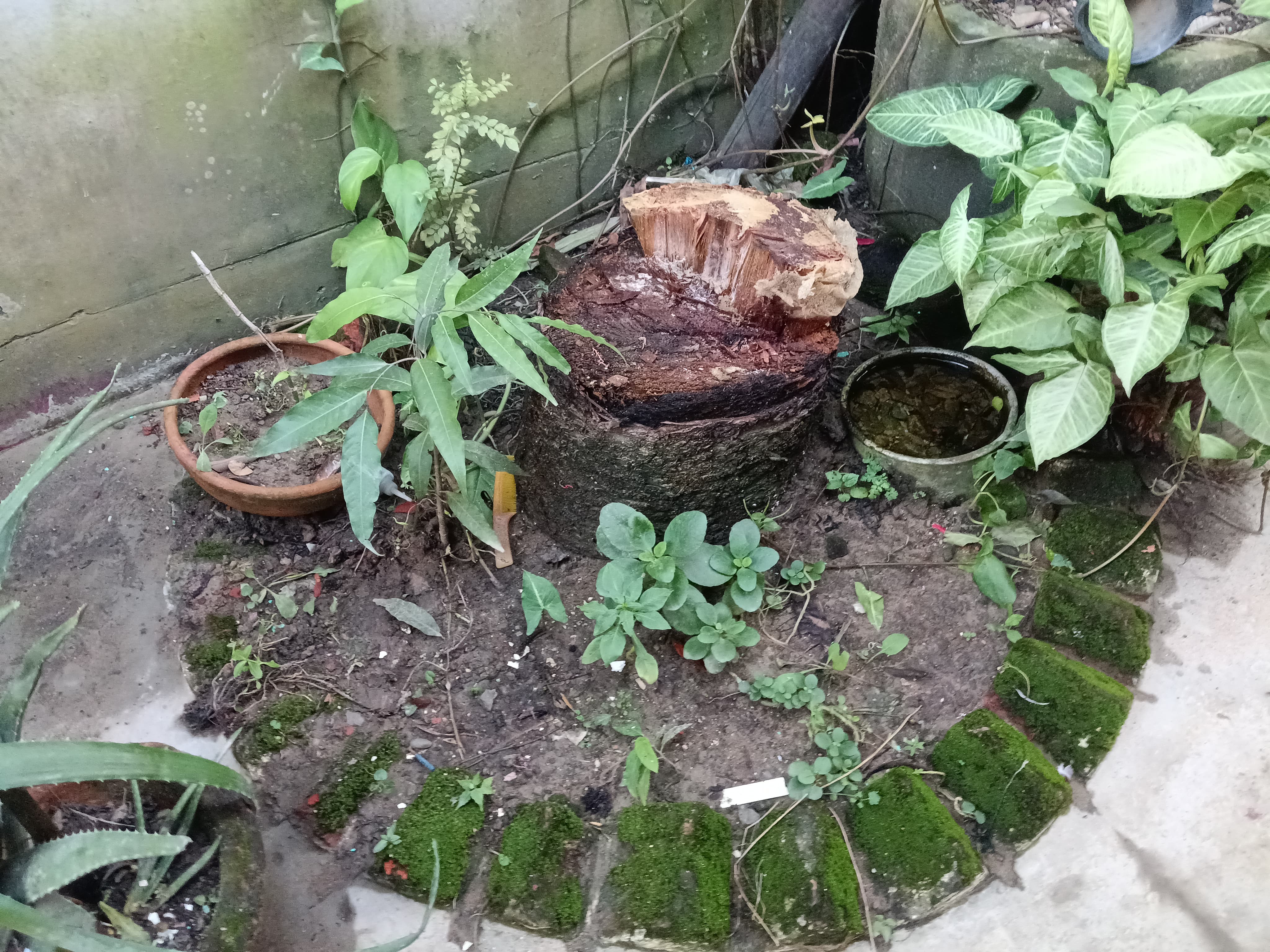 pine tree Zubeen Garg planted in front of his childhood home in jorhat
