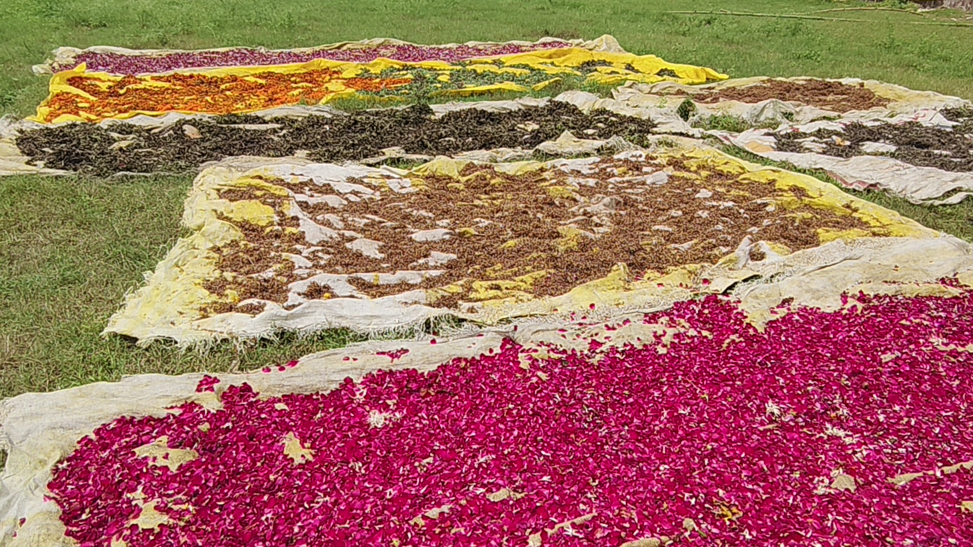 Varanasi Women Turn Temple Flowers Into Income, Empowering 200 Families