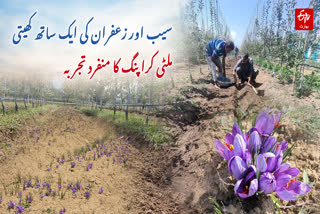 Saffron Cultivation in High Density Apple Orchards A Unique Multi Cropping Experiment in Pulwama Kashmir