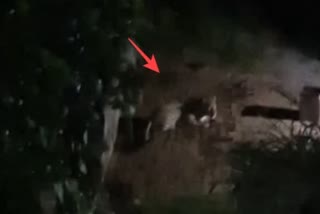 Leopard Attack